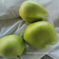 High Quality Fresh Pears